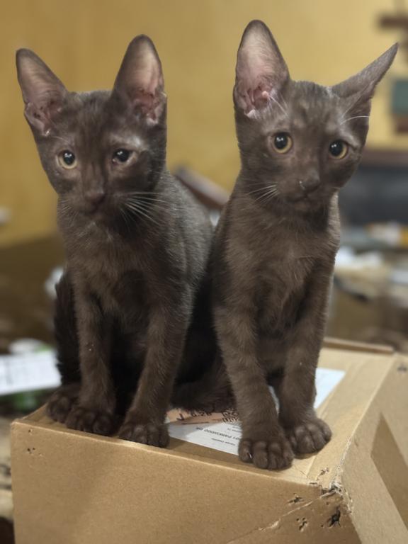 Twins