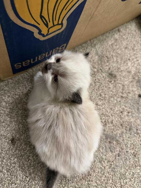 Mallow