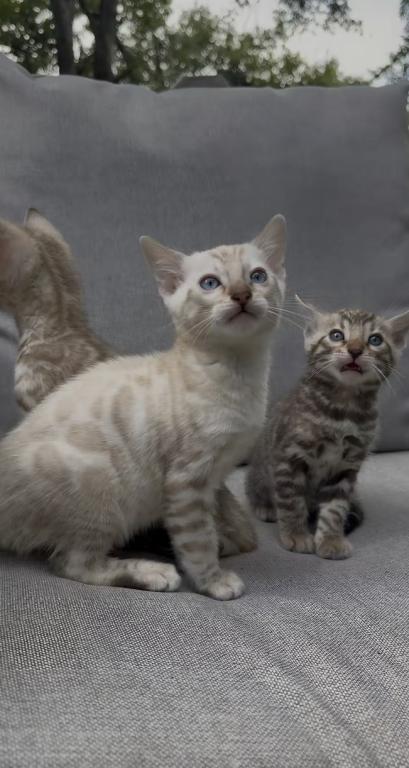White Chevy Litter