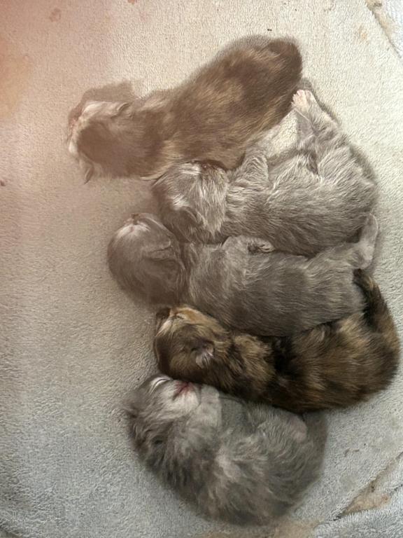 Persian Kittens