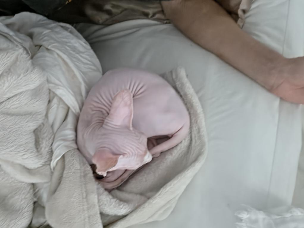 Monkey photo 2