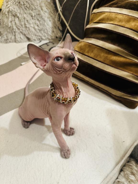 Sphynx Male Kitten