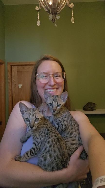 Savannah Kittens photo 7