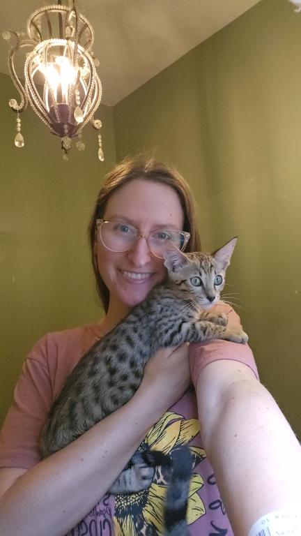 Savannah Kittens photo 3