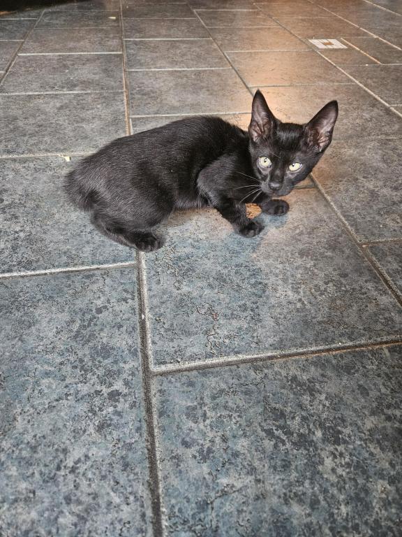 Melanistic Bengal Male Kitten photo 1