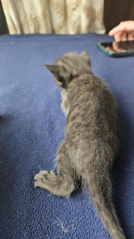 Melanistic Bengal Male Kitten photo 5