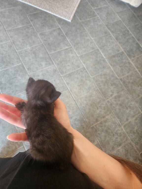 Melanistic Bengal Male Kitten photo 6