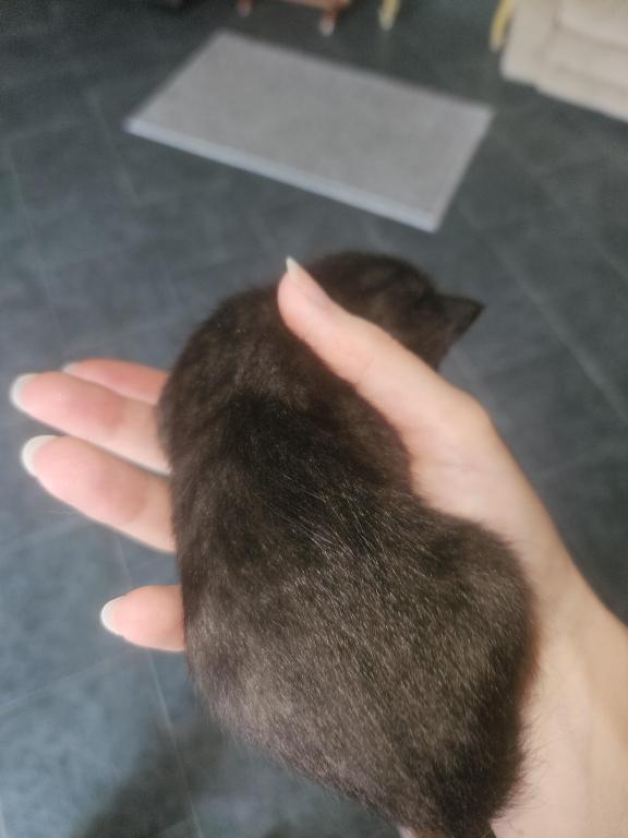 Melanistic Bengal Male Kitten photo 7