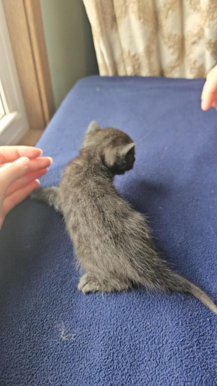 Melanistic Bengal Male Kitten photo 4
