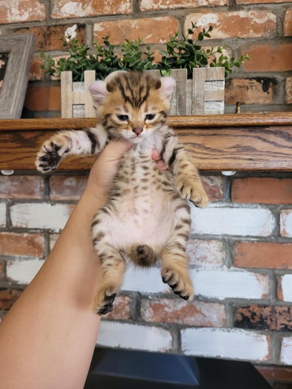 Highland Lynx Kittens photo 7