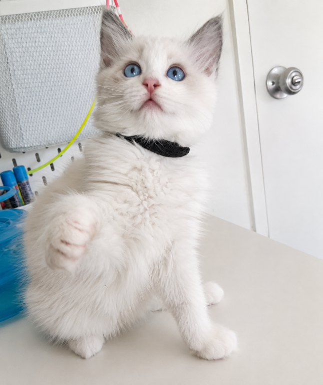 Ragdoll Kitten Black photo 2
