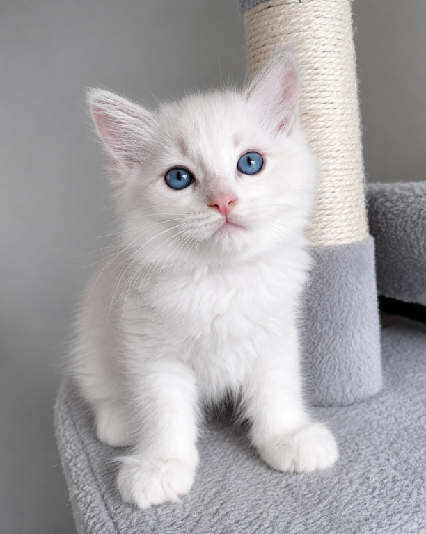 Ragdoll Kitten Black photo 3