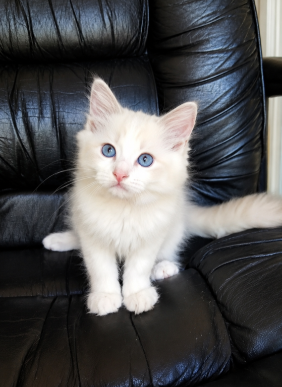 Ragdoll Kitten Pinky photo 4