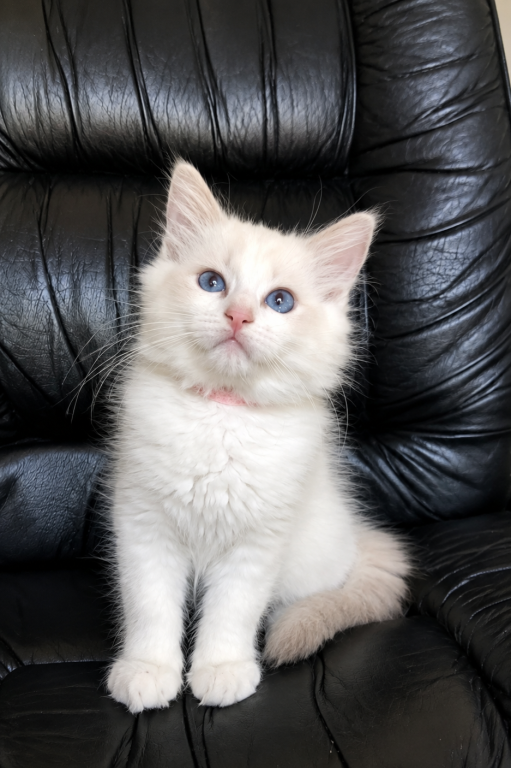 Ragdoll Kitten Pinky photo 2