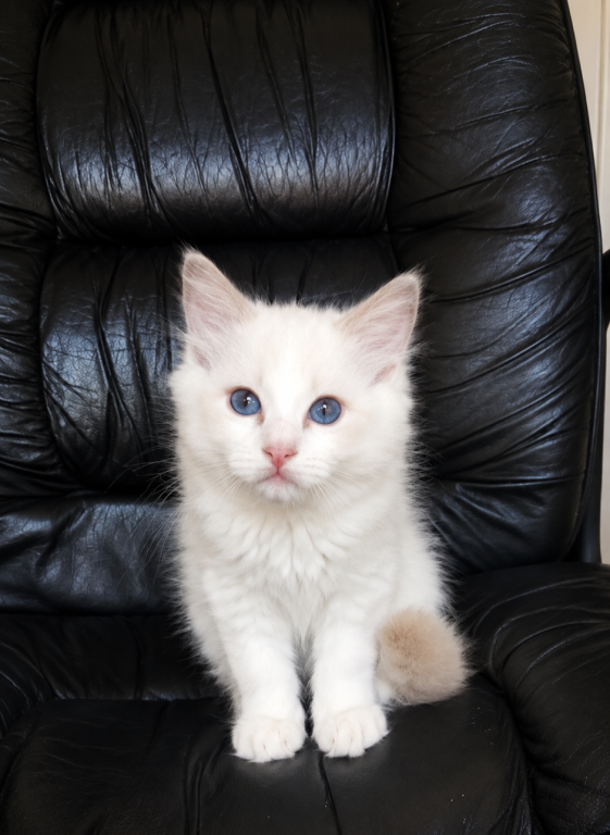 Ragdoll Kitten Pinky photo 3