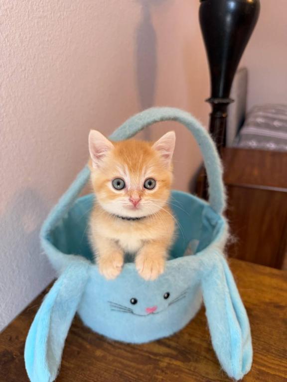SUMMER SALE Orange Color Beautiful Boy photo 16