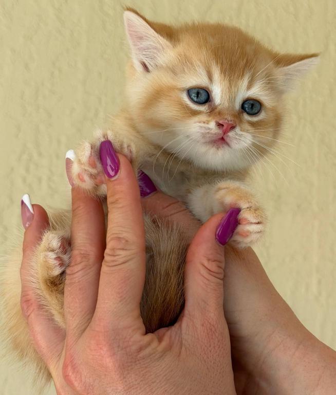 SUMMER SALE Orange Color Beautiful Boy photo 20