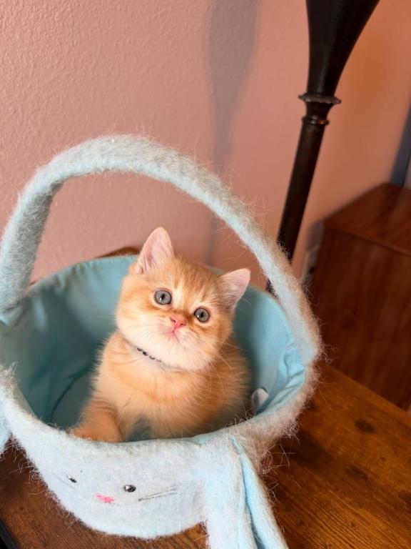 SUMMER SALE Orange Color Beautiful Boy photo 10