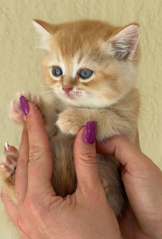 SUMMER SALE Orange Color Beautiful Boy photo 21