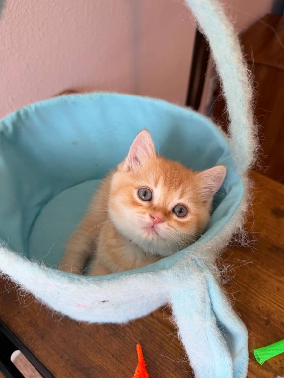 SUMMER SALE Orange Color Beautiful Boy photo 13