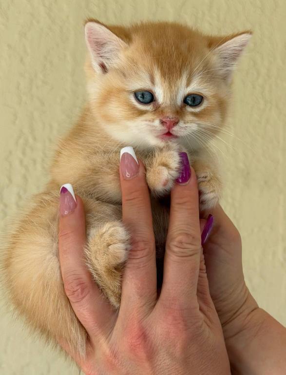 SUMMER SALE Orange Color Beautiful Boy photo 22