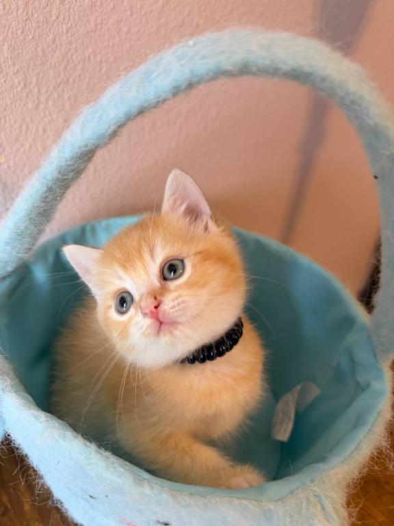 SUMMER SALE Orange Color Beautiful Boy photo 3