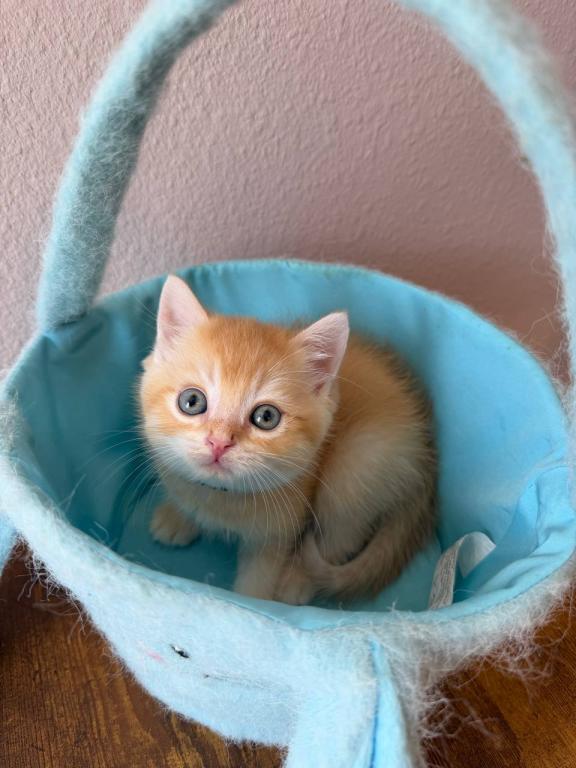 SUMMER SALE Orange Color Beautiful Boy photo 14