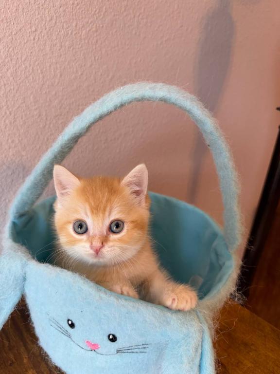SUMMER SALE Orange Color Beautiful Boy photo 6