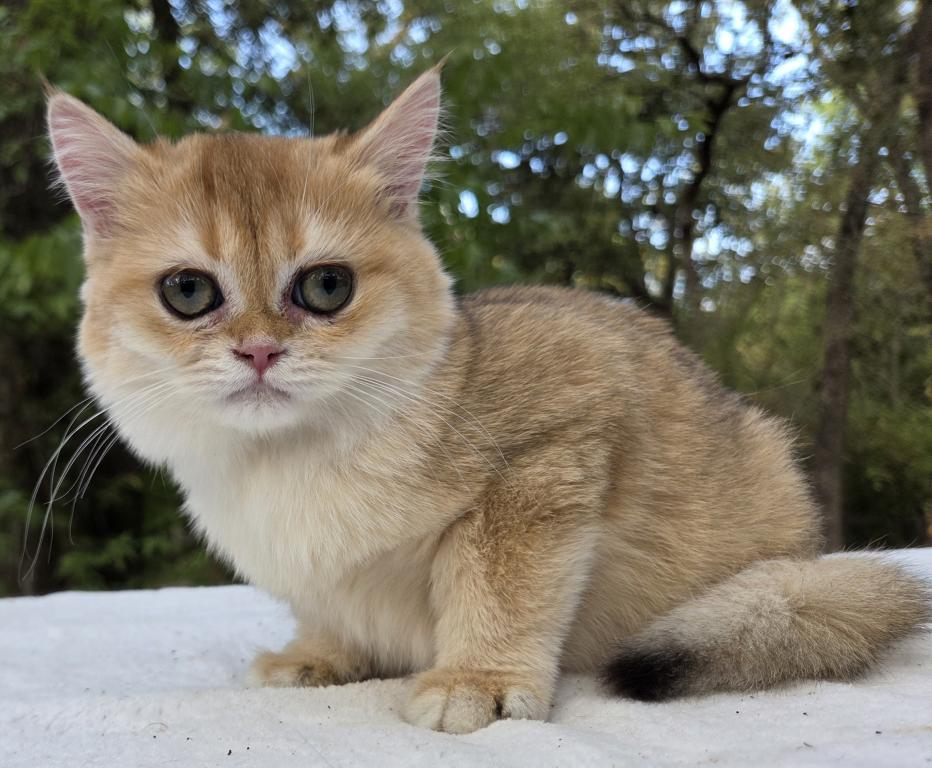Tomas