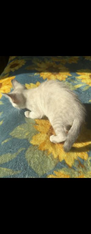 Snow Bengals photo 4