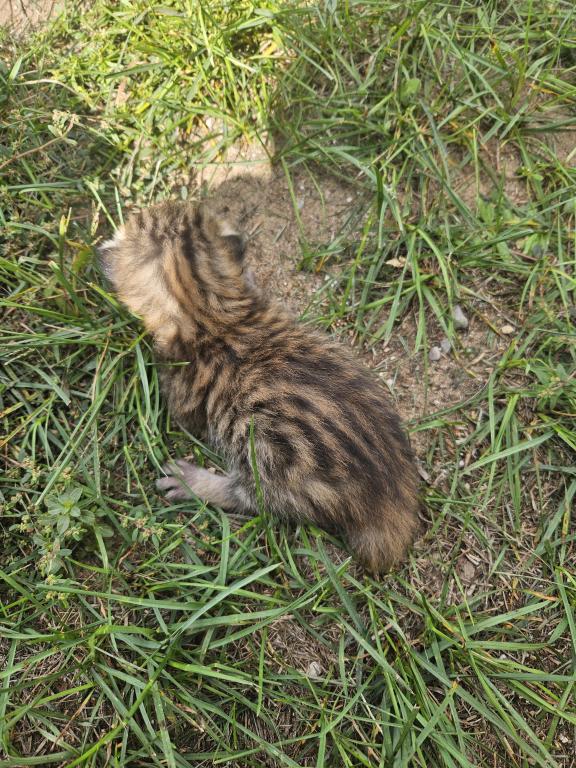 Bengal X Maine Coon Kittens Red Orange And More