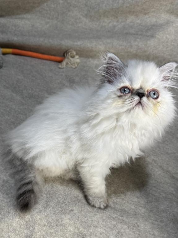 MIL20 CFA Marshmallow Lilac Point Himalayan Female