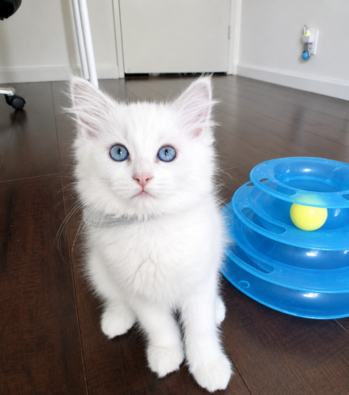 Ragdoll Kitten Gray