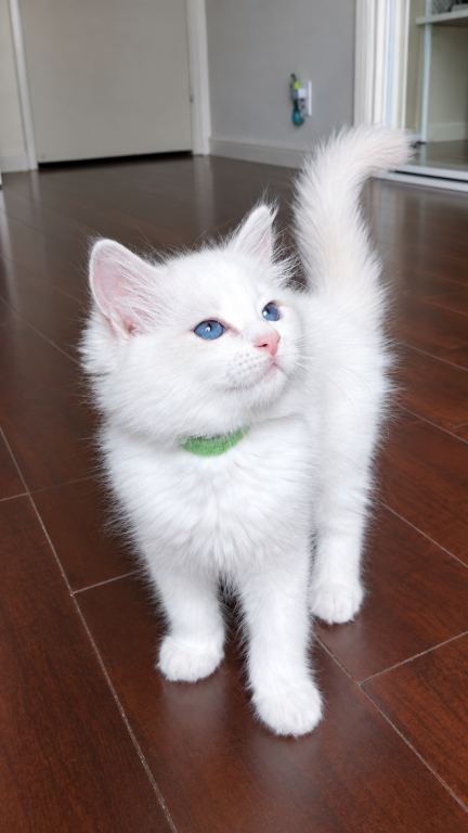 Ragdoll Kitten Green photo 3