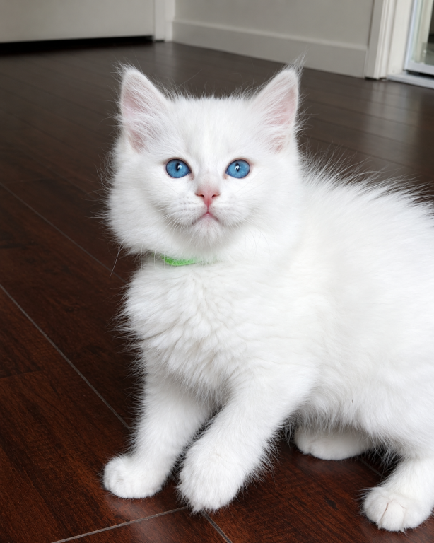 Ragdoll Kitten Green