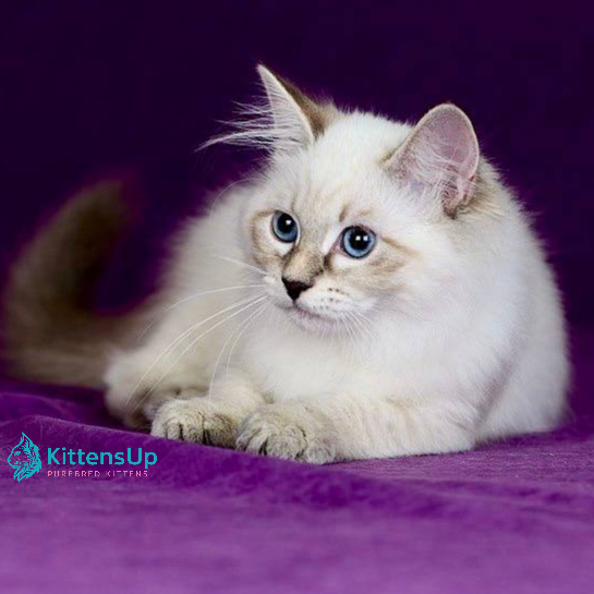 Lilia photo 2