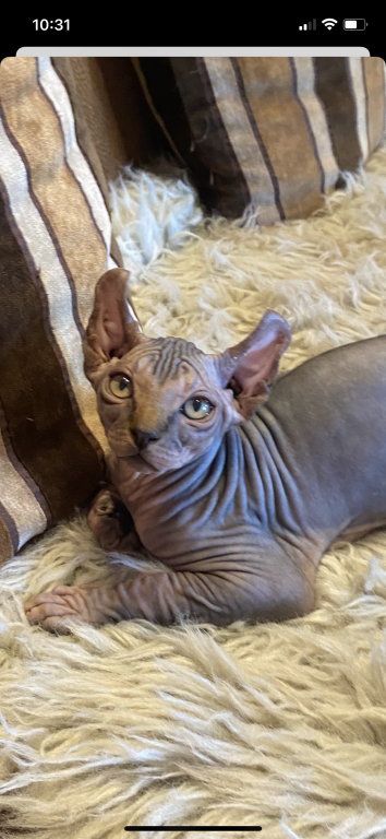 Sphynx