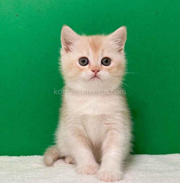 Ian Cream Scottish Straight With Big Round Eyes