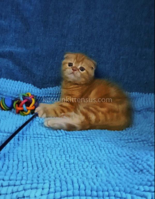 Cheetos Flame Orange Red Scottish Fold Boy