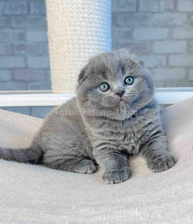 Loki Scottish Fold Plushy Teddy Bear Blue Color