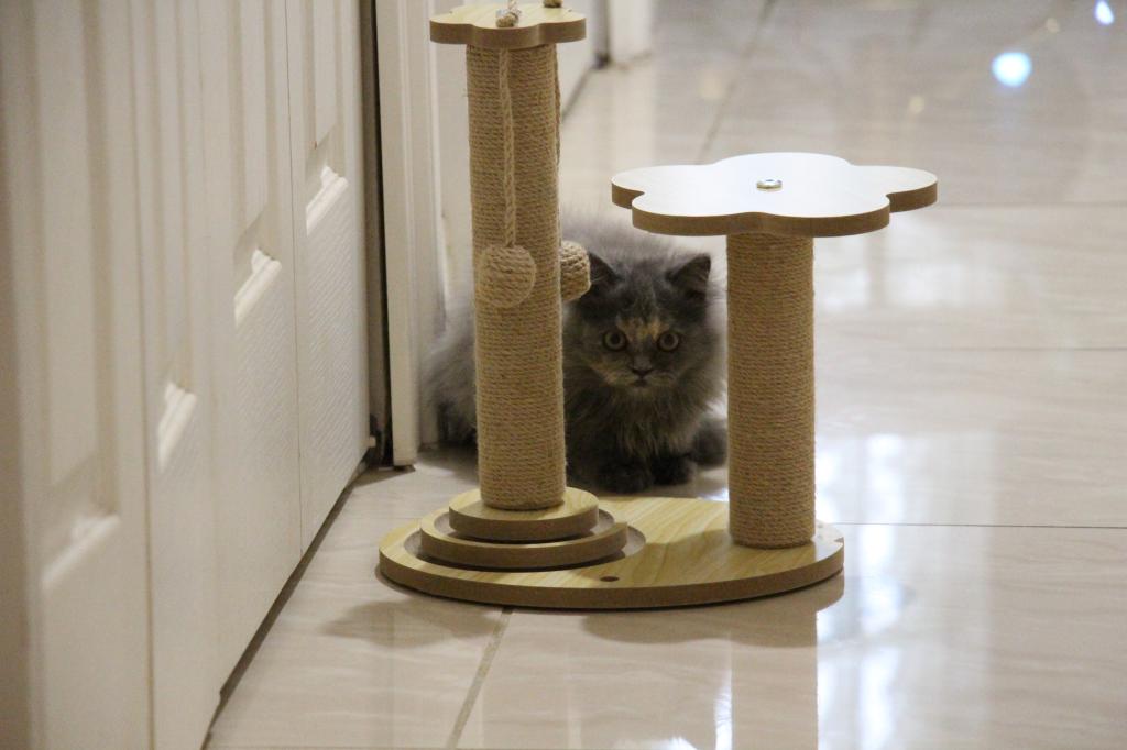 Coco photo 2