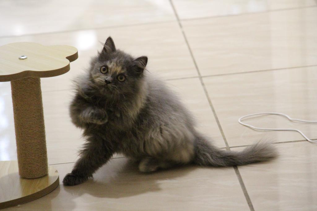 Coco photo 1