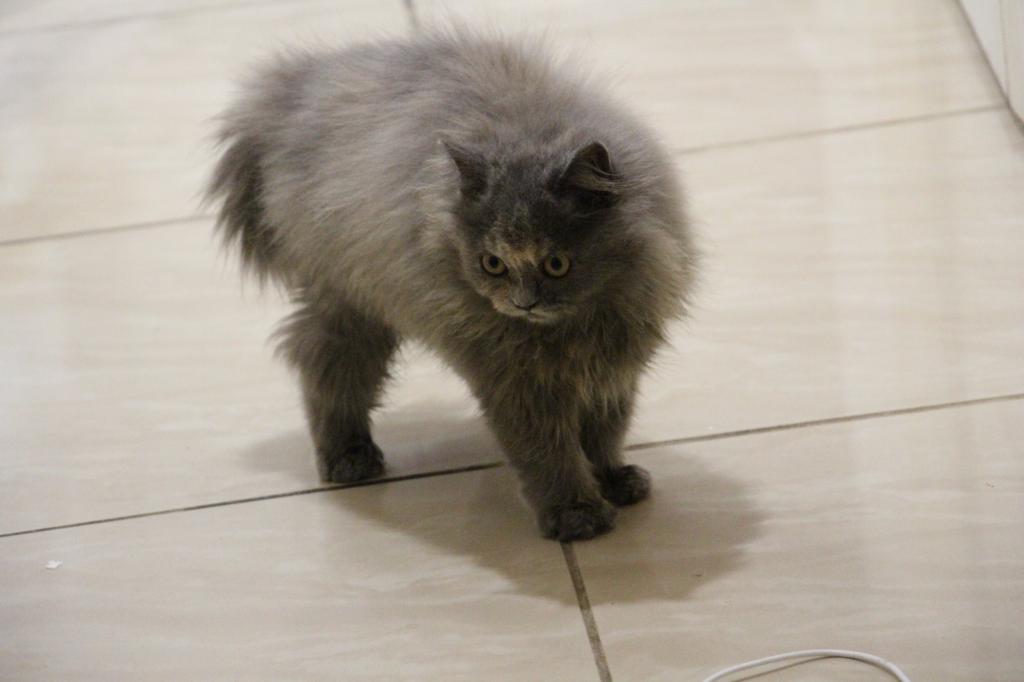 Coco photo 5