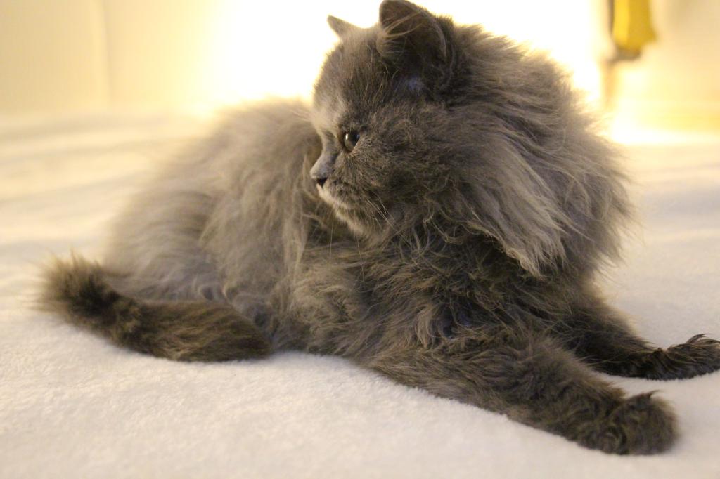 Coco photo 14