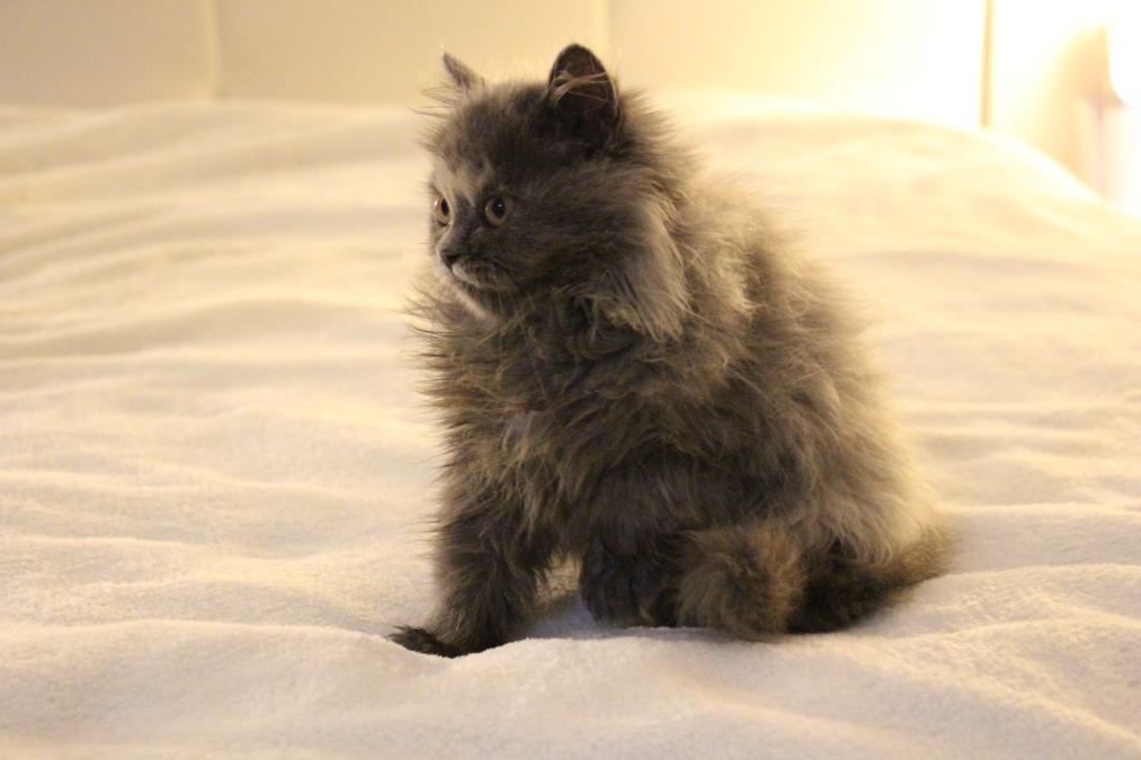Coco photo 10
