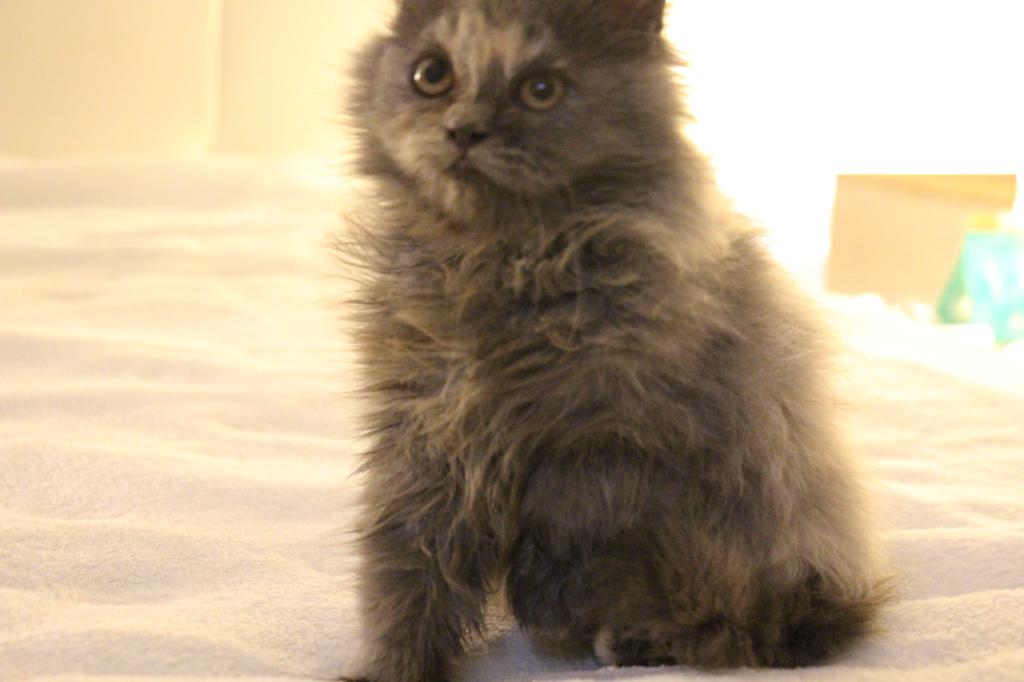 Coco photo 8