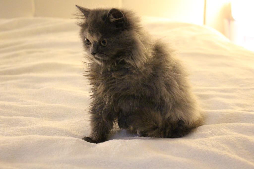 Coco photo 12