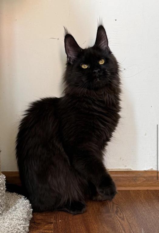 Zuri photo 3