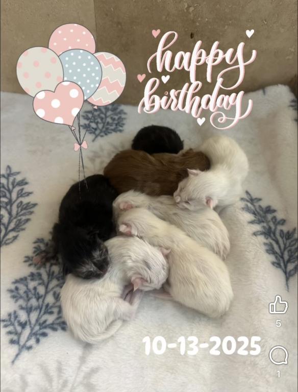 Maine Coon Kittens Sarasota photo 1