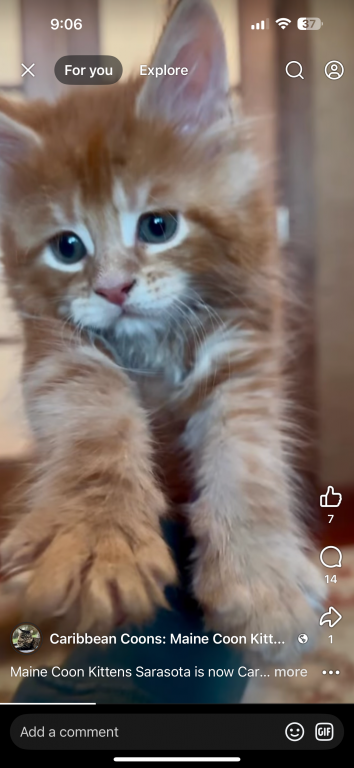 Maine Coon Kittens Sarasota photo 8